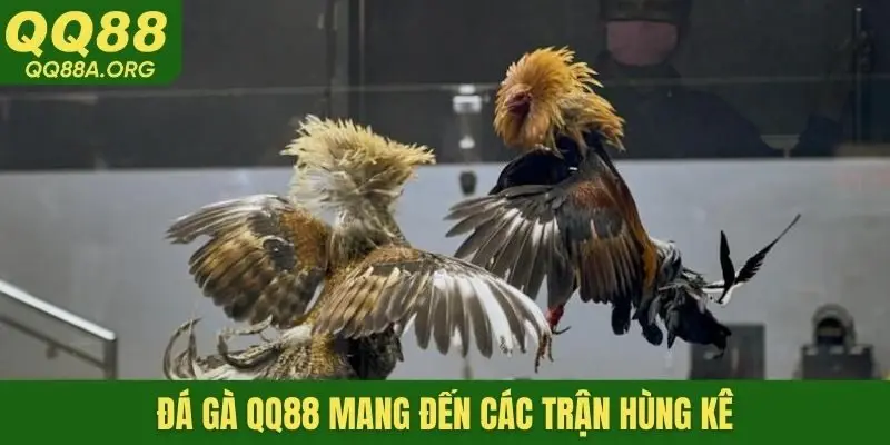 Đá gà QQ88 mang đến các trận hùng kê
